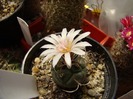 Turbinicarpus macrochele