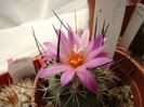 Turbinicarpus viereckii, Matias Garcia, Jaumave