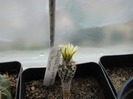 Turbinicarpus krainzianus v minimus