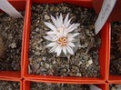 Turbinicarpus polaskii