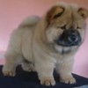 Rasa Chow-Chow adoptat de xXSexysuperstarXx