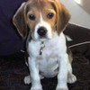 Beagle adoptat de MagicOnlineTv
