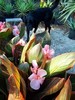 Sunburst canna