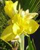 Canna Yellow Humberto