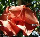 Brugmansia Double Red