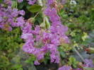 LAGERSTROEMIA HYBRIDE