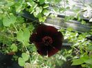 Cosmos Atrosanguinea