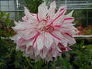 Dahlia Anatol