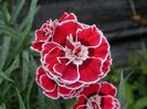 Dianthus Mondriaan