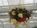 Hangbegonia Champagne