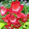 penstemon sweet cherry