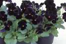 VIOLA BUTTERFLY BLACK