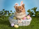 Bunny-Wishes-Happy-Easter-Wallpaper