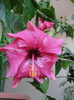 h. siclam dublu