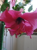 h. siclam dublu