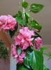 h. siclam batut
