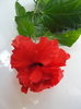 h. rosu batut