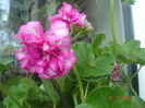 muscata