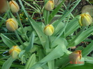DSC06181