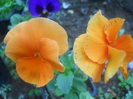 DSCN0989