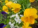 DSCN0996