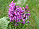 Purple Sensation in 9-10 aprilie 2011
