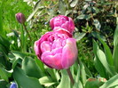DSC09900