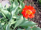 DSC09906