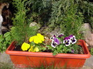 DSC09918