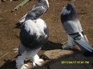 Picture 010