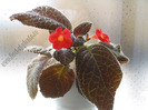 Episcia Amazonica 3