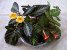 Episcia mix 25