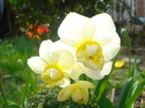 DSC02774