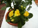 kalanchoe