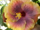 Hibiscus 3