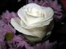 roses-wallpaper-roses-bouquets4473_high