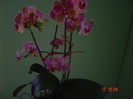 Picture 1005