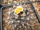 DSCF7291