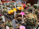 DSCF7360