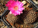 DSCF7366