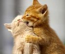Sweet-Couples-Lovely-Animal-Pictures