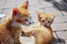 twin_cats_by_holyrage-d3d6zqy