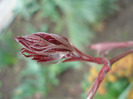 Acer palmatum Bloodgood (2011, Apr.16)