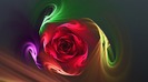 rose2