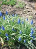 muscari