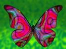 fluture colorat