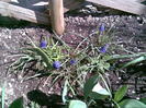 muscari