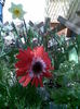 Imag008