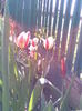 Imag016