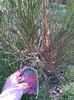 Cytisus